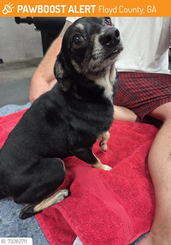 Found/Stray Male Dog last seen Old Rockmart Rd SE, Floyd County, GA 30173
