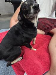 Found/Stray Male Dog last seen Old Rockmart Rd SE, Floyd County, GA 30173
