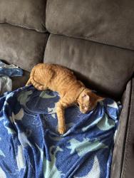 Lost Male Cat last seen Garden acres neighborhood, Pooler, GA 31322