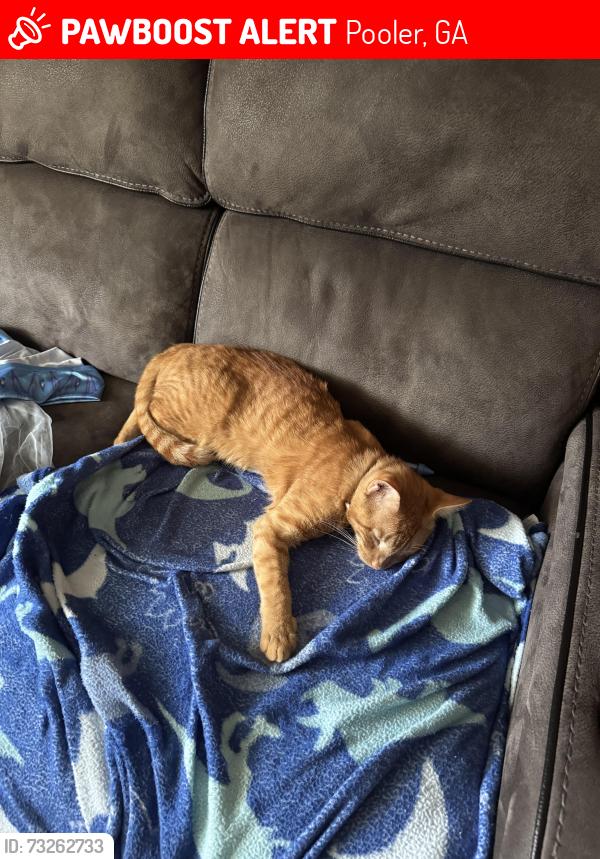 Lost Male Cat last seen Garden acres neighborhood, Pooler, GA 31322