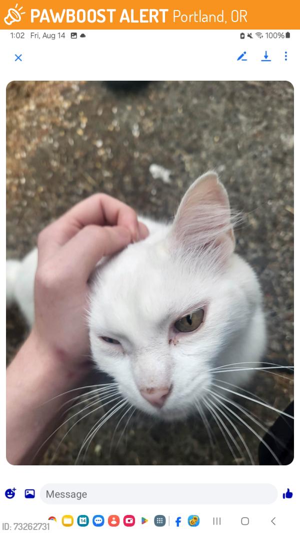Found/Stray Unknown Cat last seen 102nd se Pardee street, Portland, OR 97266