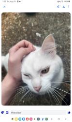 Found/Stray Unknown Cat last seen 102nd se Pardee street, Portland, OR 97266