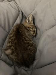 Reunited Male Cat last seen Regal Inn, Murfreesboro, TN 37127
