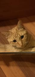 Reunited Male Cat last seen W 59th St to the north and W 63rd St to the south, S Pulaski Rd (4000 W) lies just one block west., Chicago, IL 60629