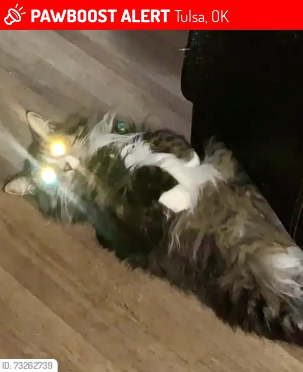 Lost Female Cat last seen 21st and Memorial/Sheridan, Tulsa, OK 74129
