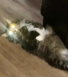 Lost Female Cat last seen 21st and Memorial/Sheridan, Tulsa, OK 74129