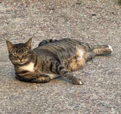 Reunited Female Cat last seen Maralisa neighborhood, Livermore, CA 94551