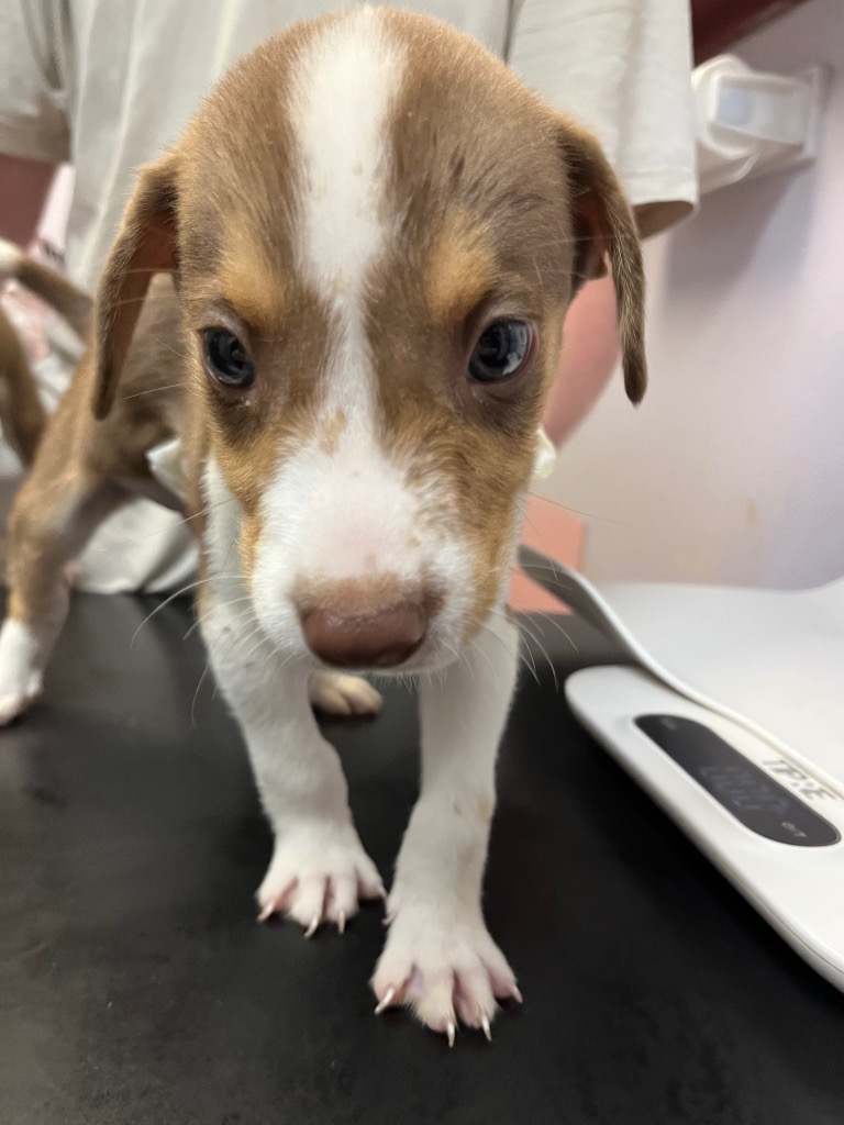 Shelter Stray Male Dog last seen Bexar County, 3353 Morningside Dr, New Braunfels, TX 78132, USA