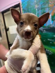 Shelter Stray Male Dog last seen Bexar County, 3353 Morningside Dr, New Braunfels, TX 78132, USA