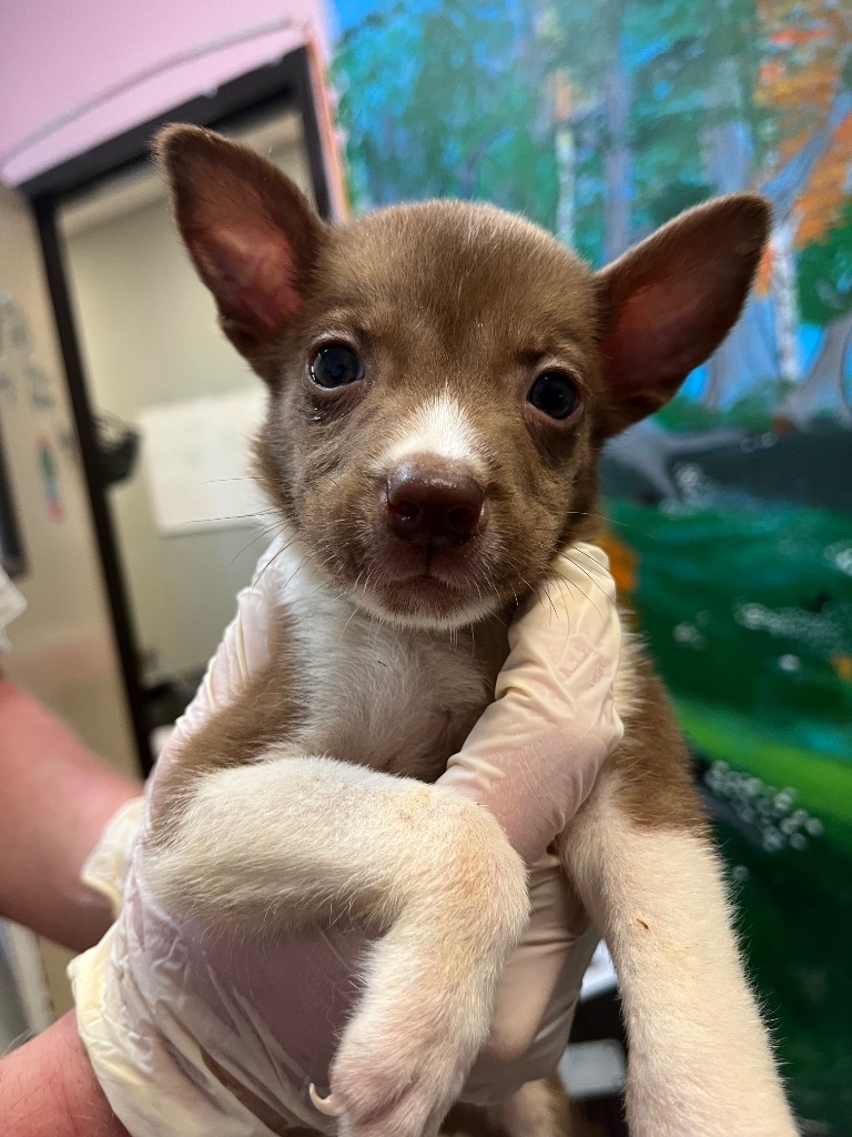 Shelter Stray Male Dog last seen Bexar County, 3353 Morningside Dr, New Braunfels, TX 78132, USA