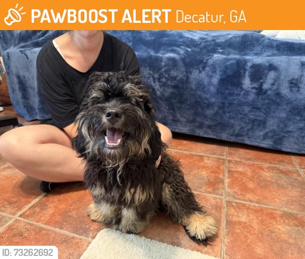 Found/Stray Male Dog last seen Sycamore Dr and Forkner, Decatur, GA 30030