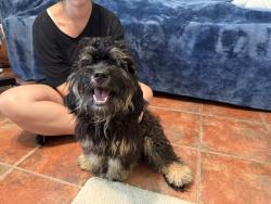 Found/Stray Male Dog last seen Sycamore Dr and Forkner, Decatur, GA 30030