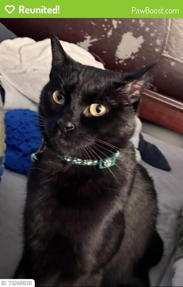 Reunited Female Cat last seen Near Lakeview Dr, Victorville, CA 92395, USA, Victorville, CA 92395
