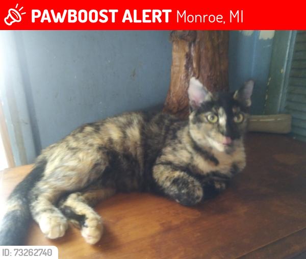 Lost Female Cat last seen Erie st., Monroe, MI 48161