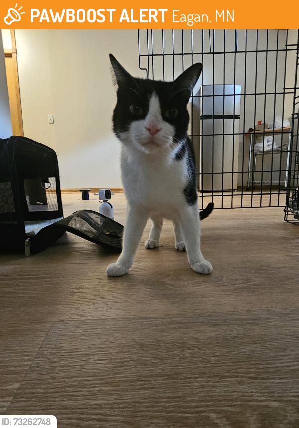 Found/Stray Female Cat last seen Near Lone Oak Grill in Eagan, Eagan, MN 55121
