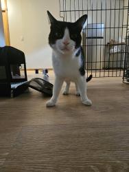 Found/Stray Female Cat last seen Near Lone Oak Grill in Eagan, Eagan, MN 55121