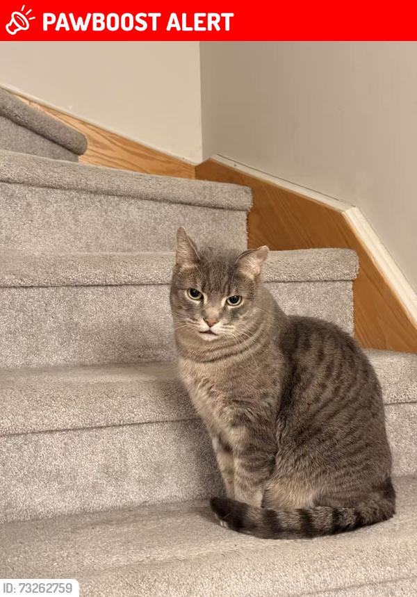 Lost Male Cat last seen Yonge and Silverwood, Richmond Hill, ON L4S 0G3