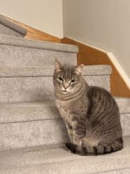 Lost Male Cat last seen Yonge and Silverwood, Richmond Hill, ON L4S 0G3