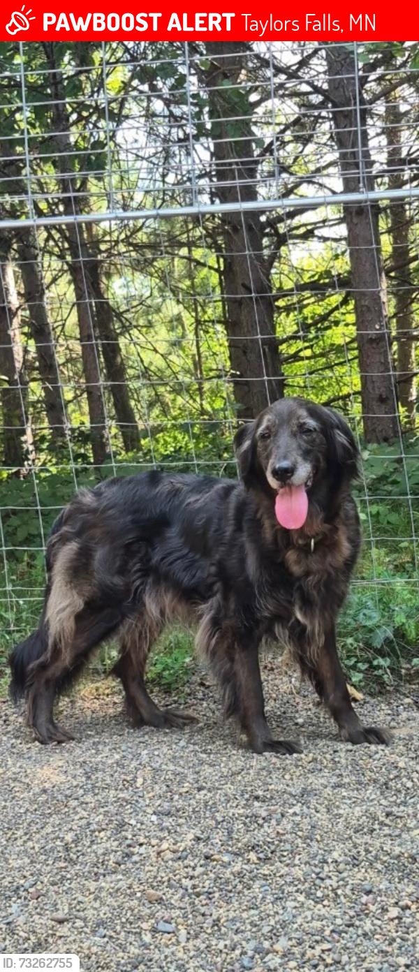 Lost Female Dog last seen Chestnut Street & Folsom St., Taylors Falls, MN 55084
