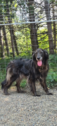 Lost Female Dog last seen Chestnut Street & Folsom St., Taylors Falls, MN 55084