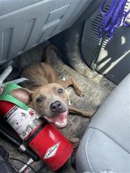 Shelter Stray Female Dog last seen TREASURE ISLE, 31078 LA-36, Lacombe, LA 70445, USA
