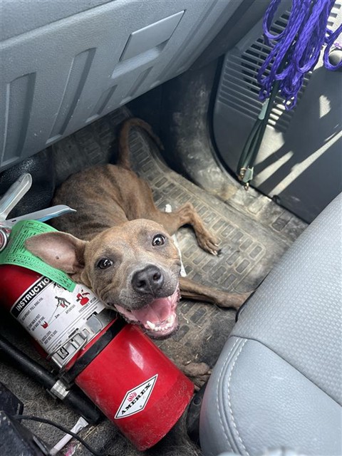 Shelter Stray Female Dog last seen TREASURE ISLE, 31078 LA-36, Lacombe, LA 70445, USA