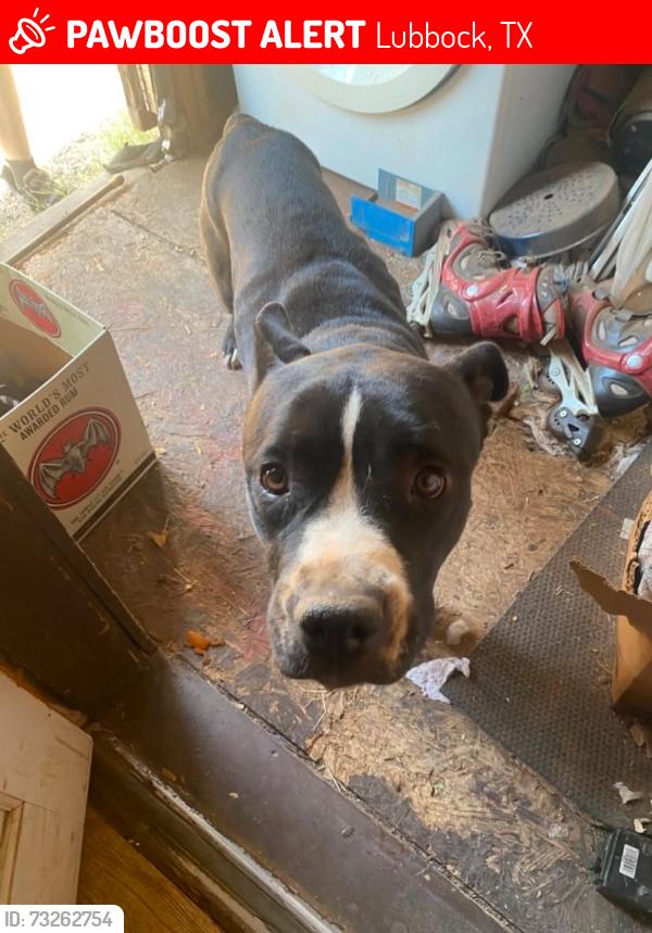 Lost Male Dog last seen Lubbock high school, Lubbock, TX 79401
