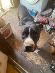 Lost Male Dog last seen Lubbock high school, Lubbock, TX 79401