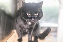 Shelter Stray Male Cat last seen CHARLOTTE, 8315 Byrum Dr, Charlotte, NC 28217, USA