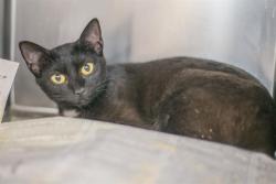 Shelter Stray Female Cat last seen CHARLOTTE, 8315 Byrum Dr, Charlotte, NC 28217, USA