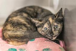 Shelter Stray Female Cat last seen CHARLOTTE, 8315 Byrum Dr, Charlotte, NC 28217, USA