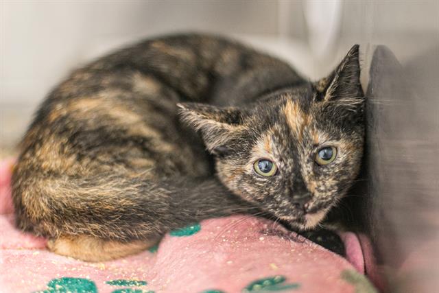Shelter Stray Female Cat last seen CHARLOTTE, 8315 Byrum Dr, Charlotte, NC 28217, USA