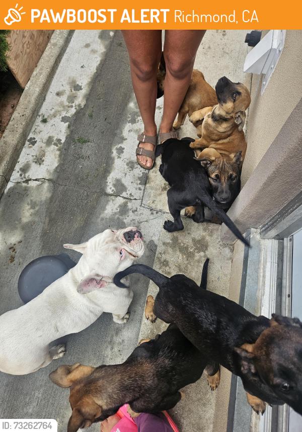 Found/Stray Unknown Dog last seen South 35th St, Richmond, CA 94804