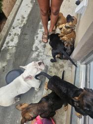 Found/Stray Unknown Dog last seen South 35th St, Richmond, CA 94804