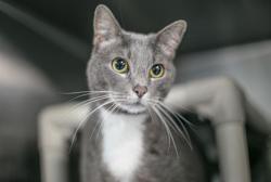 Shelter Stray Female Cat last seen CHARLOTTE, 8315 Byrum Dr, Charlotte, NC 28217, USA