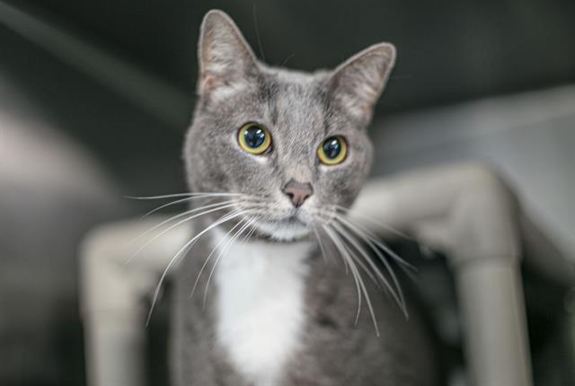 Shelter Stray Female Cat last seen CHARLOTTE, 8315 Byrum Dr, Charlotte, NC 28217, USA