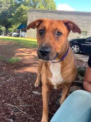 Shelter Stray Female Dog last seen HUNTERSVILLE, 8315 Byrum Dr, Charlotte, NC 28217, USA