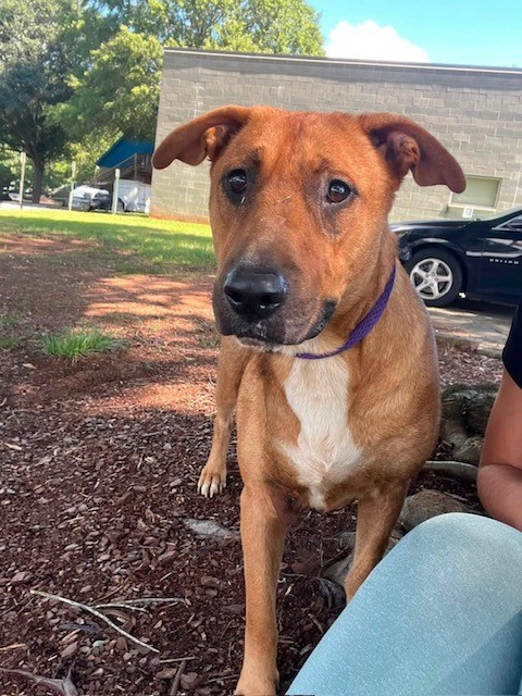Shelter Stray Female Dog last seen HUNTERSVILLE, 8315 Byrum Dr, Charlotte, NC 28217, USA