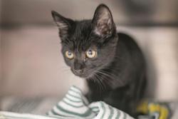 Shelter Stray Female Cat last seen CHARLOTTE, 8315 Byrum Dr, Charlotte, NC 28217, USA