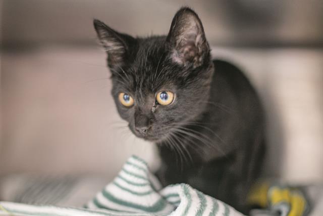 Shelter Stray Female Cat last seen CHARLOTTE, 8315 Byrum Dr, Charlotte, NC 28217, USA