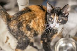 Shelter Stray Female Cat last seen CHARLOTTE, 8315 Byrum Dr, Charlotte, NC 28217, USA