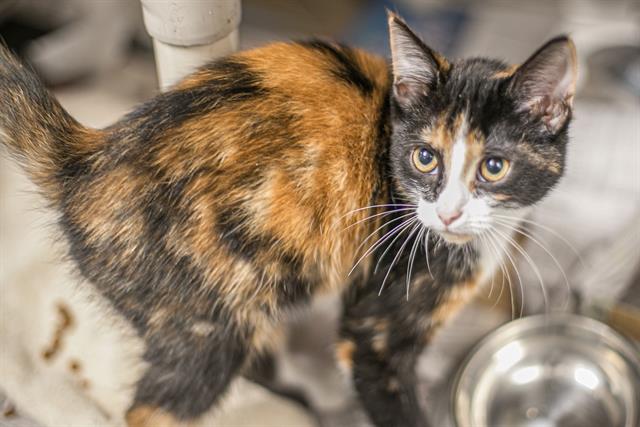 Shelter Stray Female Cat last seen CHARLOTTE, 8315 Byrum Dr, Charlotte, NC 28217, USA
