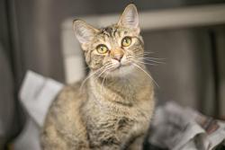 Shelter Stray Female Cat last seen CHARLOTTE, 8315 Byrum Dr, Charlotte, NC 28217, USA