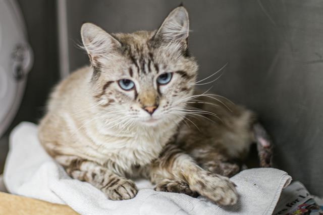 Shelter Stray Male Cat last seen CHARLOTTE, 8315 Byrum Dr, Charlotte, NC 28217, USA