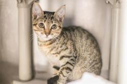Shelter Stray Female Cat last seen HUNTERSVILLE, 8315 Byrum Dr, Charlotte, NC 28217, USA