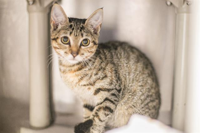 Shelter Stray Female Cat last seen HUNTERSVILLE, 8315 Byrum Dr, Charlotte, NC 28217, USA