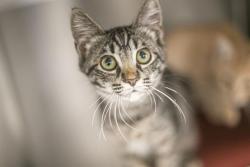Shelter Stray Male Cat last seen CHARLOTTE, 8315 Byrum Dr, Charlotte, NC 28217, USA