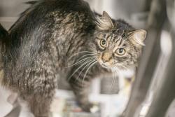 Shelter Stray Male Cat last seen CHARLOTTE, 8315 Byrum Dr, Charlotte, NC 28217, USA