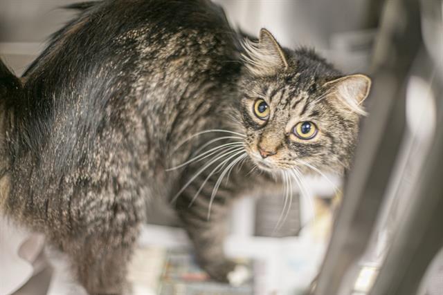 Shelter Stray Male Cat last seen CHARLOTTE, 8315 Byrum Dr, Charlotte, NC 28217, USA
