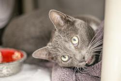 Shelter Stray Male Cat last seen CHARLOTTE, 8315 Byrum Dr, Charlotte, NC 28217, USA